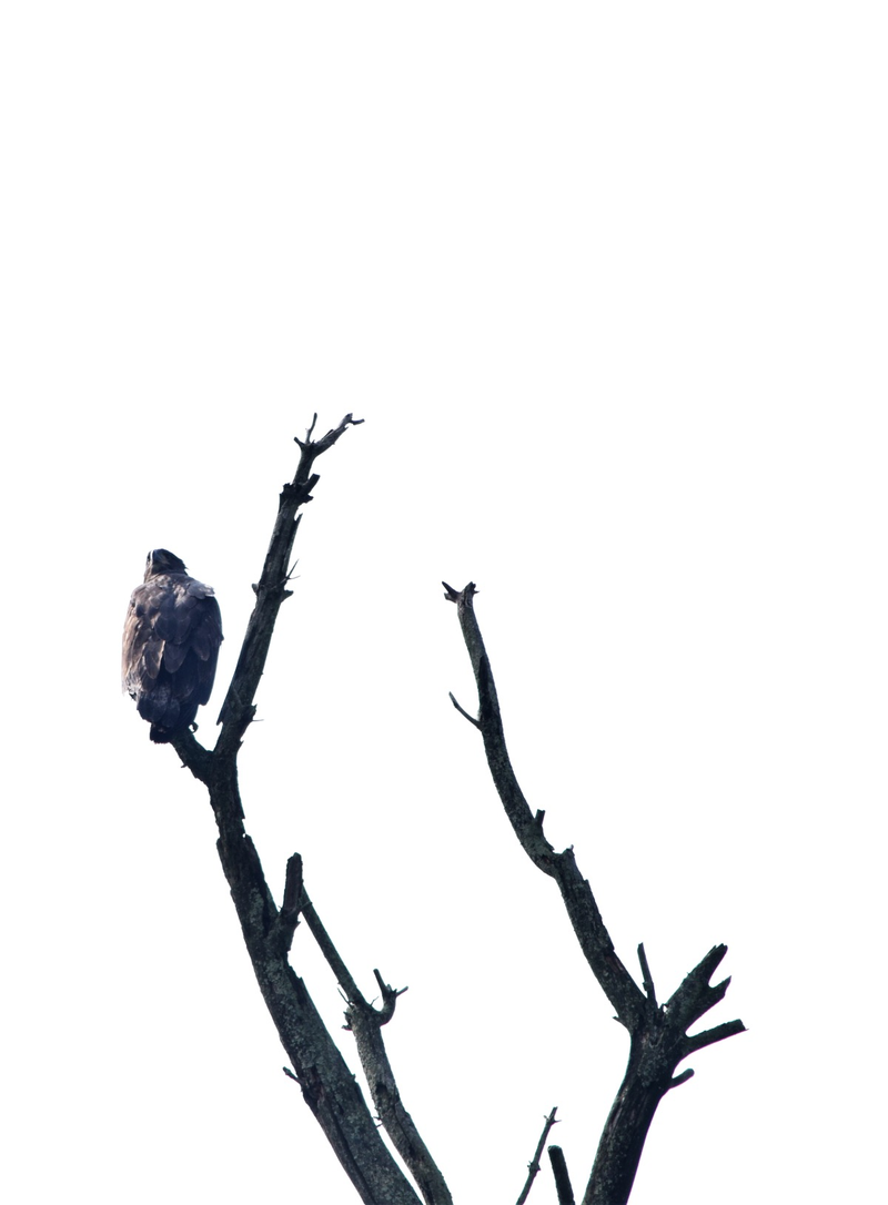 Illustration for article titled Juvenille Bald Eagles